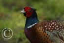 Cock Pheasant.
